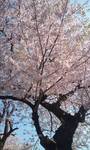 090406_0812~朝桜.jpg