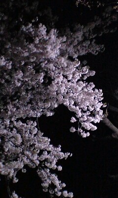 090407_2112~夜桜.jpg