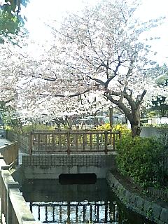 コミセン桜.jpg