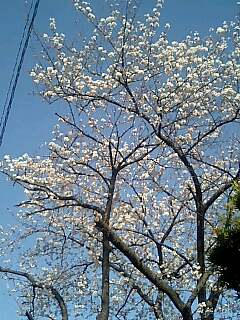 三田桜.jpg