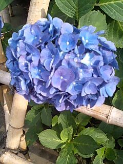紫陽花@.jpg