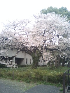 自然教育園桜@.jpg