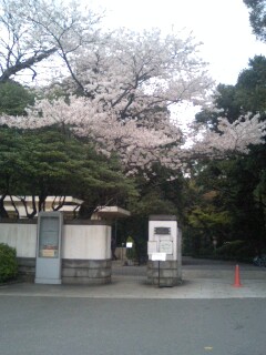 庭園美術館桜.jpg